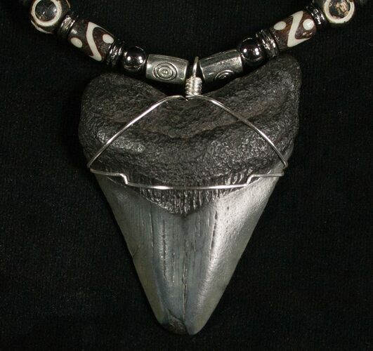 Megalodon Tooth Necklace - tooth #5571